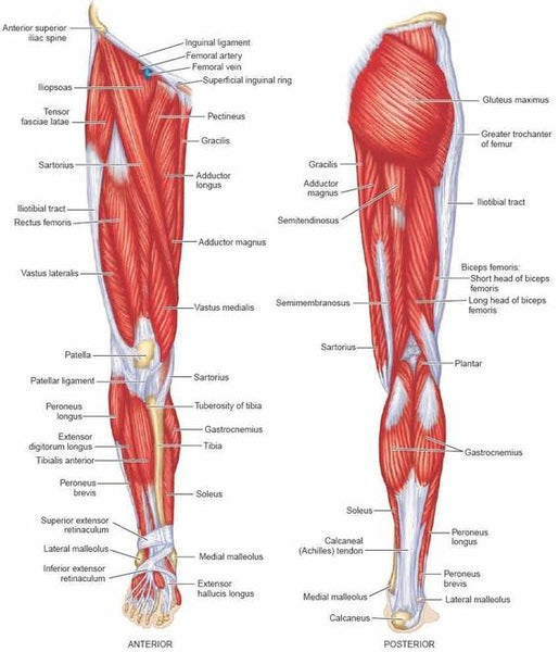 Understanding the Lower Limb Muscles in Yoga Practice