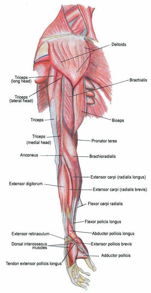 Understanding the Upper Arm Muscles in Yoga Practice